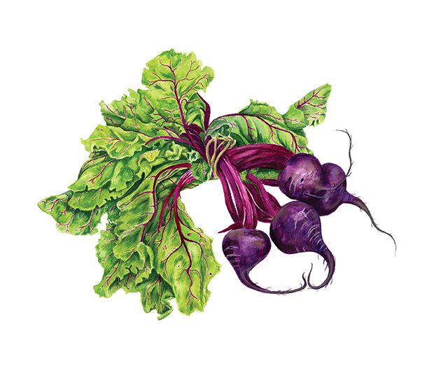 Beetroot Food Illustration