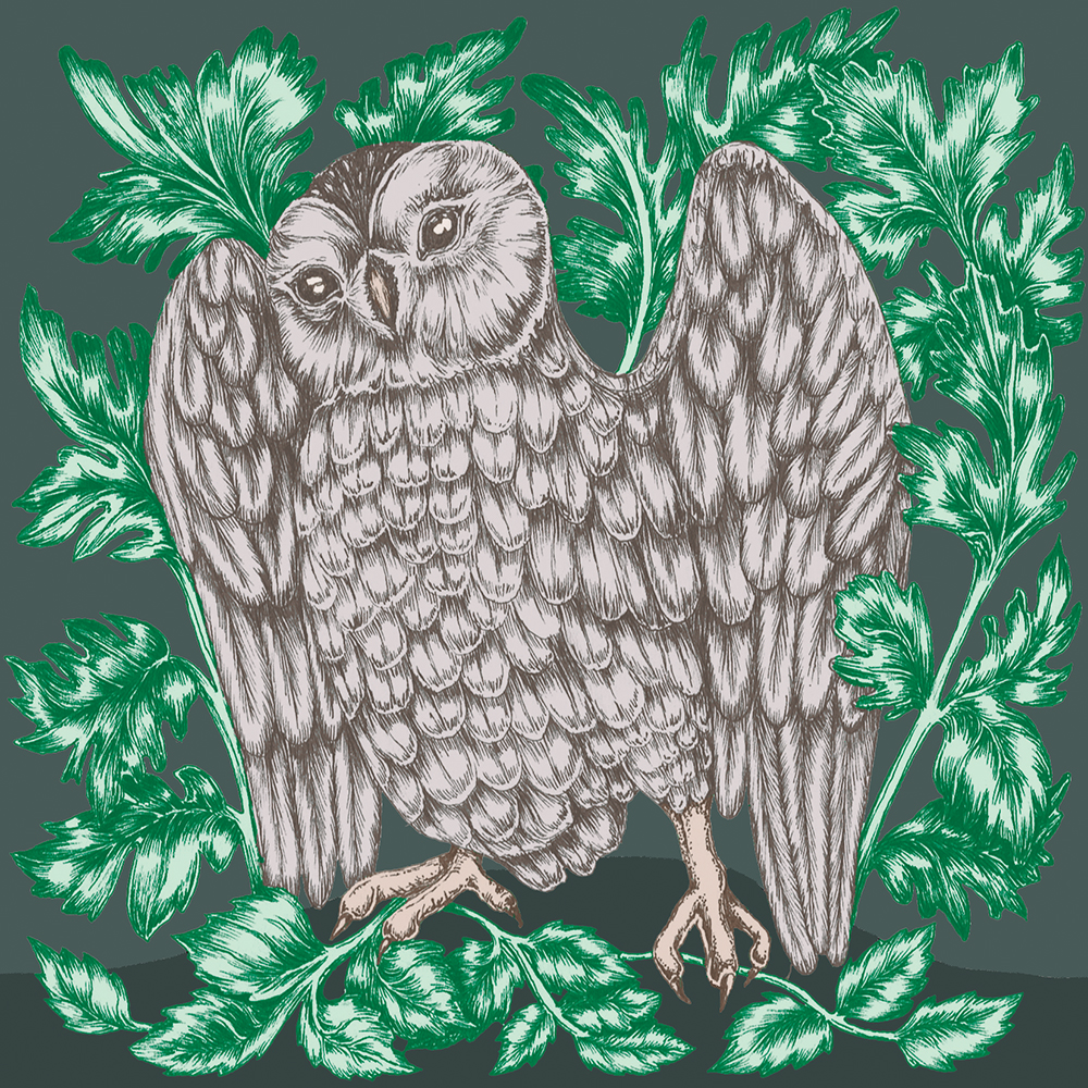 Brown Owl Illustration