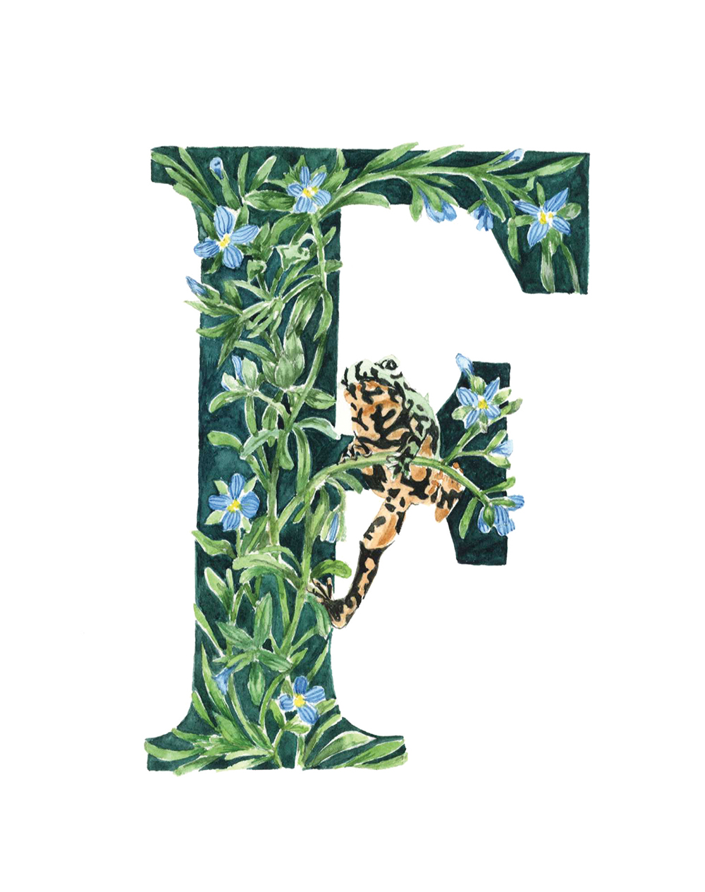 F is for Fingered Speedwell & Fire Bellied Toad. Lettering Illustration