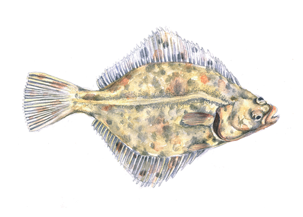 Flounder Watercolour Illustration