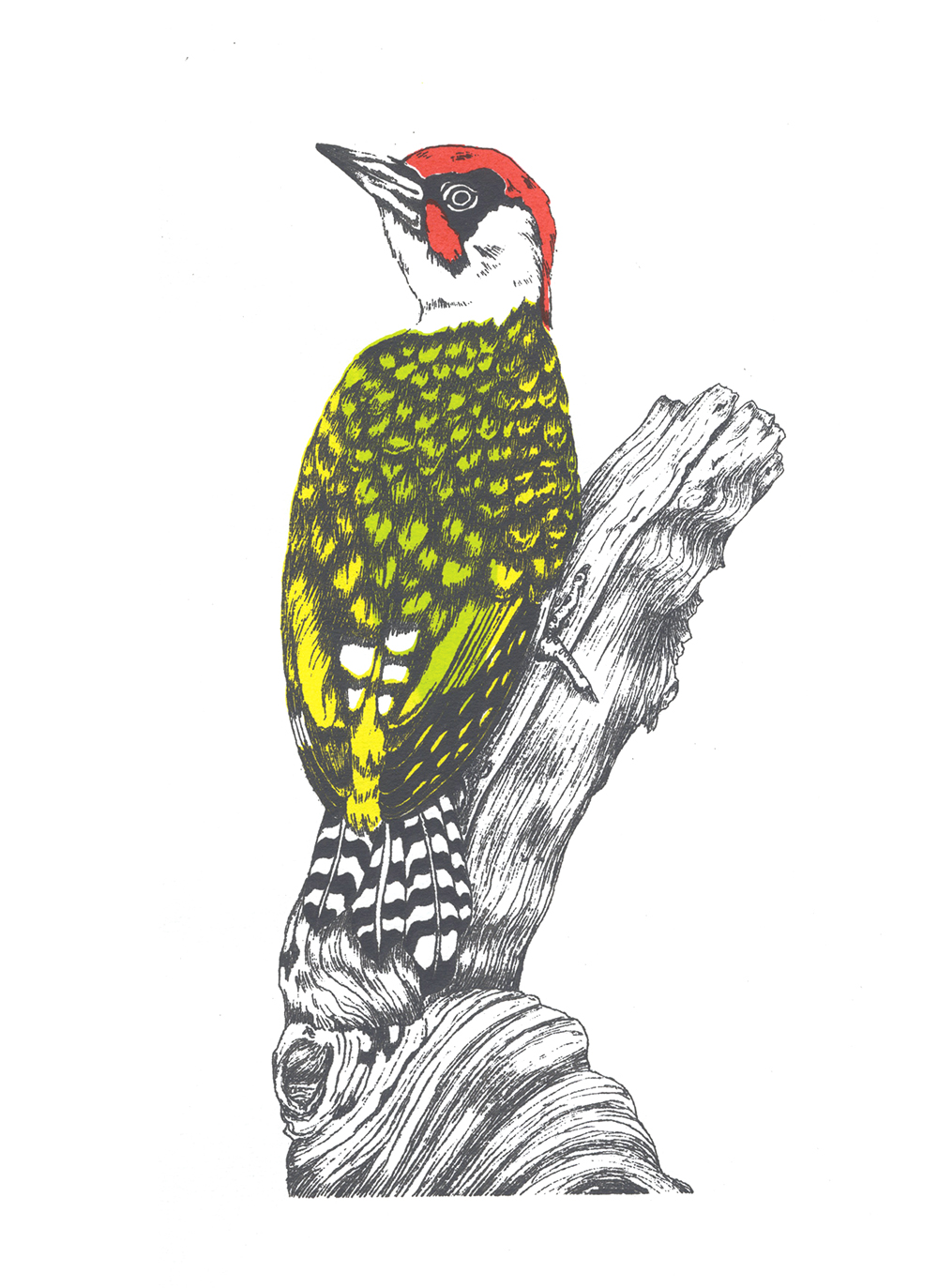 Green Woodpecker Illustration