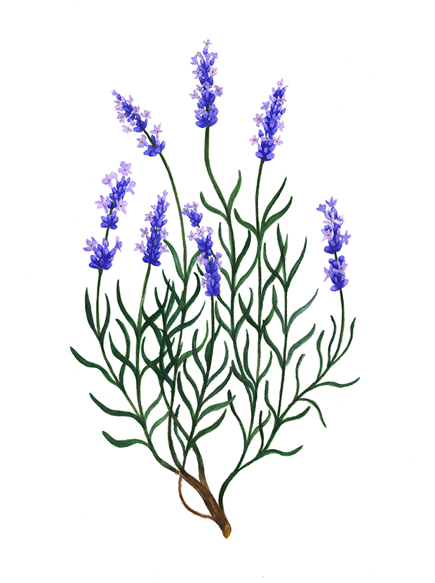 Lavender Illustration