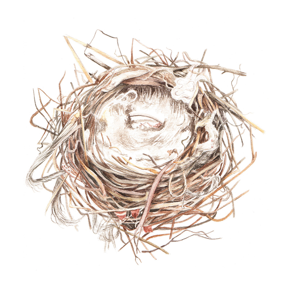 Nest Watercolour Illustration