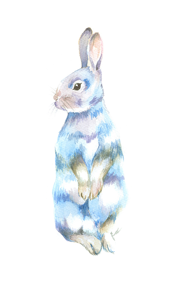 Rabbit Watercolour Illustration