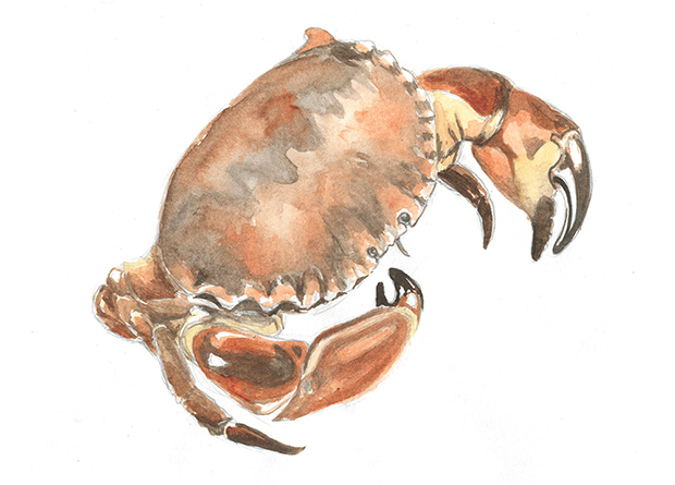 Crab Watercolour Illustration