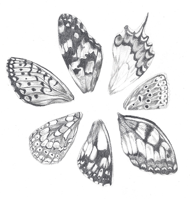 Butterfly Wings Illustration