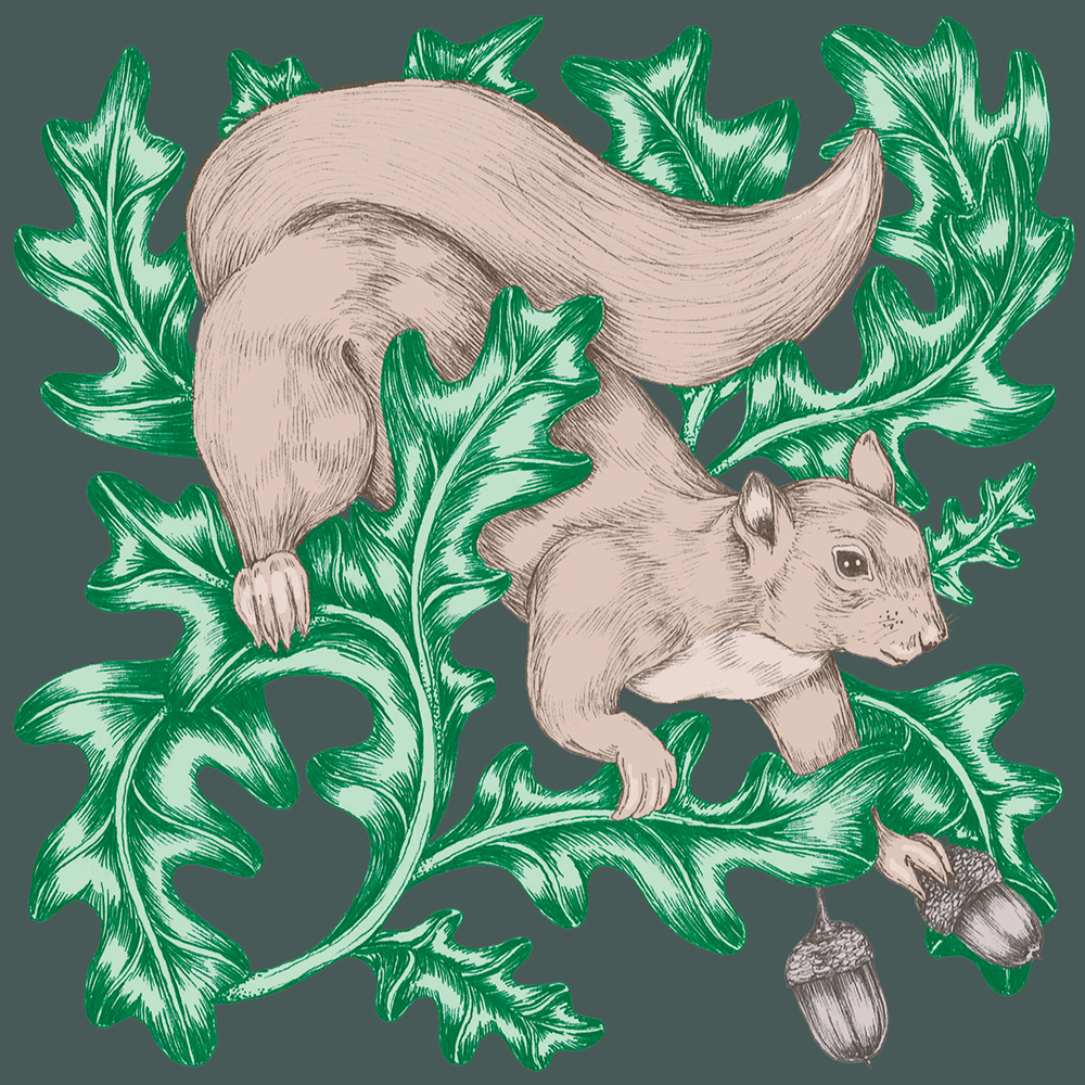 Squirrel and oak leaves illustration